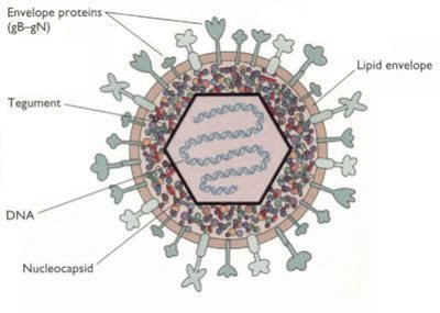Diagram of herpesvirus structure with labeled components