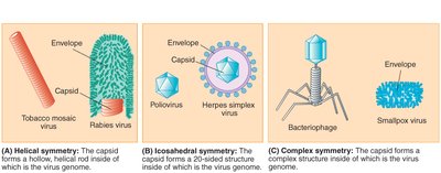 Comparison of helical, icosahedral, and complex virus symmetry