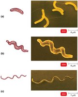 Spiral bacteria: vibrio, spirillum, spirochete