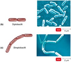 Bacilli: diplobacilli, streptobacilli