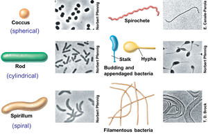 Bacterial cell shapes and arrangements