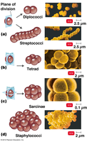 Coccus arrangements: diplococci, streptococci, tetrad, sarcinae, staphylococci