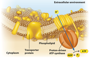 Cell membrane structure and function