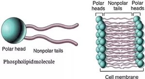 Phospholipid molecule and bilayer