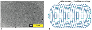 Peptidoglycan structure in bacterial cell wall