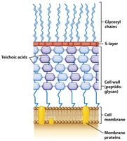 Gram-positive cell wall structure