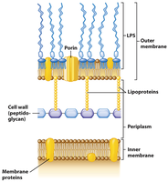Gram-negative cell wall structure