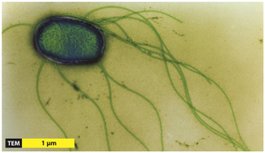 Peritrichous flagella on a bacterial cell