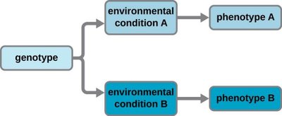 Genotype to phenotype under different environmental conditions