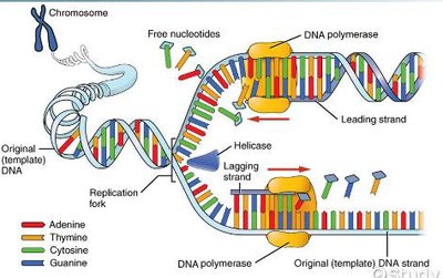 DNA replication fork and enzyme activities