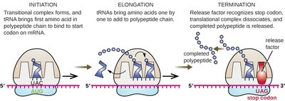 Translation: initiation, elongation, and termination