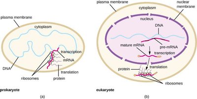 Gene expression in prokaryotes vs eukaryotes