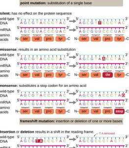 Types of mutations and their effects on protein sequence