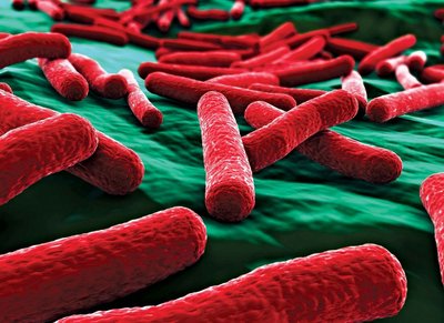 E. coli bacteria