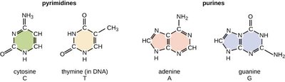 Structures of pyrimidines and purines
