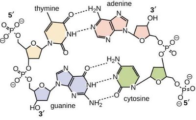 Hydrogen bonding between complementary bases in DNA