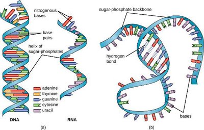 Comparison of DNA and RNA structures