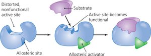 Allosteric Activation