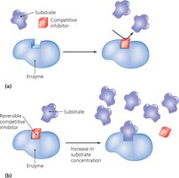 Competitive Inhibition of Enzyme Activity