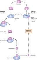 Feedback Inhibition