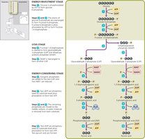 Glycolysis by the EMP Pathway