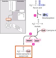 The Pyruvate Dehydrogenase Complex