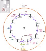 The Citric Acid Cycle