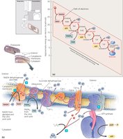 One Possible Arrangement of Electron Transport Chain Molecules