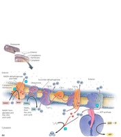 One Possible Arrangement of Electron Transport Chain Molecules