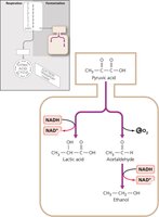 Examples of Fermentation