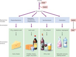 Representative Fermentation Products and the Organisms That Produce Them