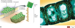 Photosynthetic Structures in a Prokaryote