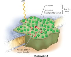 Reaction Center of a Photosystem