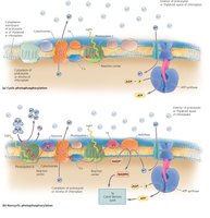 The Light-Dependent Reactions of Photosynthesis: Cyclic and Noncyclic Photophosphorylation