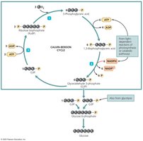 Simplified Diagram of the Calvin-Benson Cycle