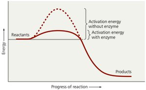 The Effect of Enzymes on Chemical Reactions