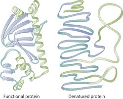 Denaturation of Protein Enzymes