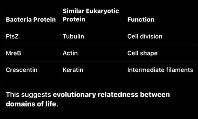Table comparing bacterial cytoskeleton proteins to eukaryotic proteins and their functions