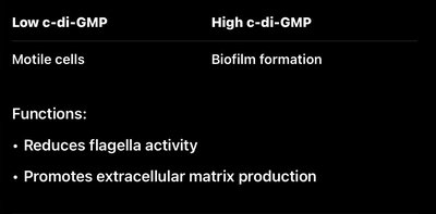 Biofilm formation stages: attachment, colonization, development, dispersal