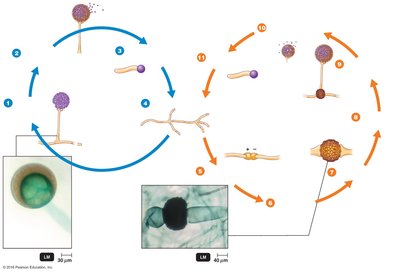 Life cycle of Rhizopus, a zygomycete