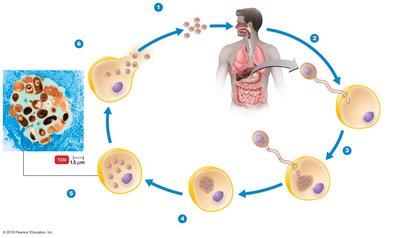 Life cycle of Encephalitozoon, a microsporidian