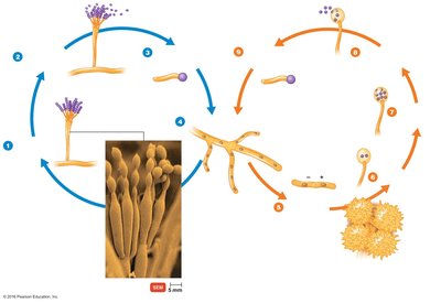 Life cycle of Talaromyces, an ascomycete