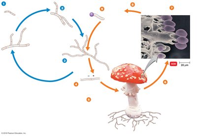 Life cycle of a basidiomycete