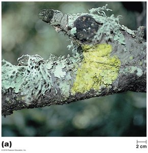 Three types of lichens