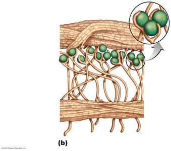 Lichen thallus structure