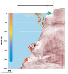 Algal habitats by depth and light