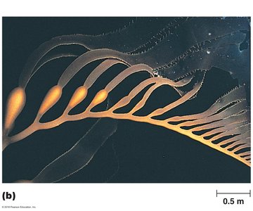 Brown alga (Macrocystis)