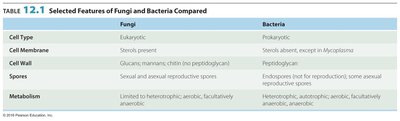 Table comparing fungi and bacteria