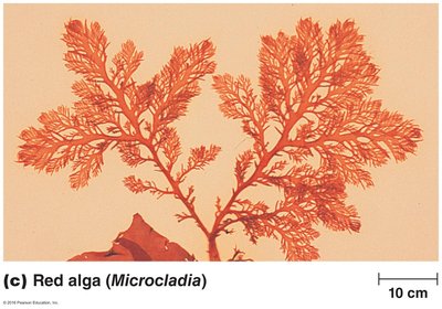 Red alga (Microcladia)