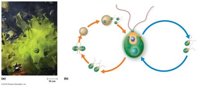 Green algae life cycle